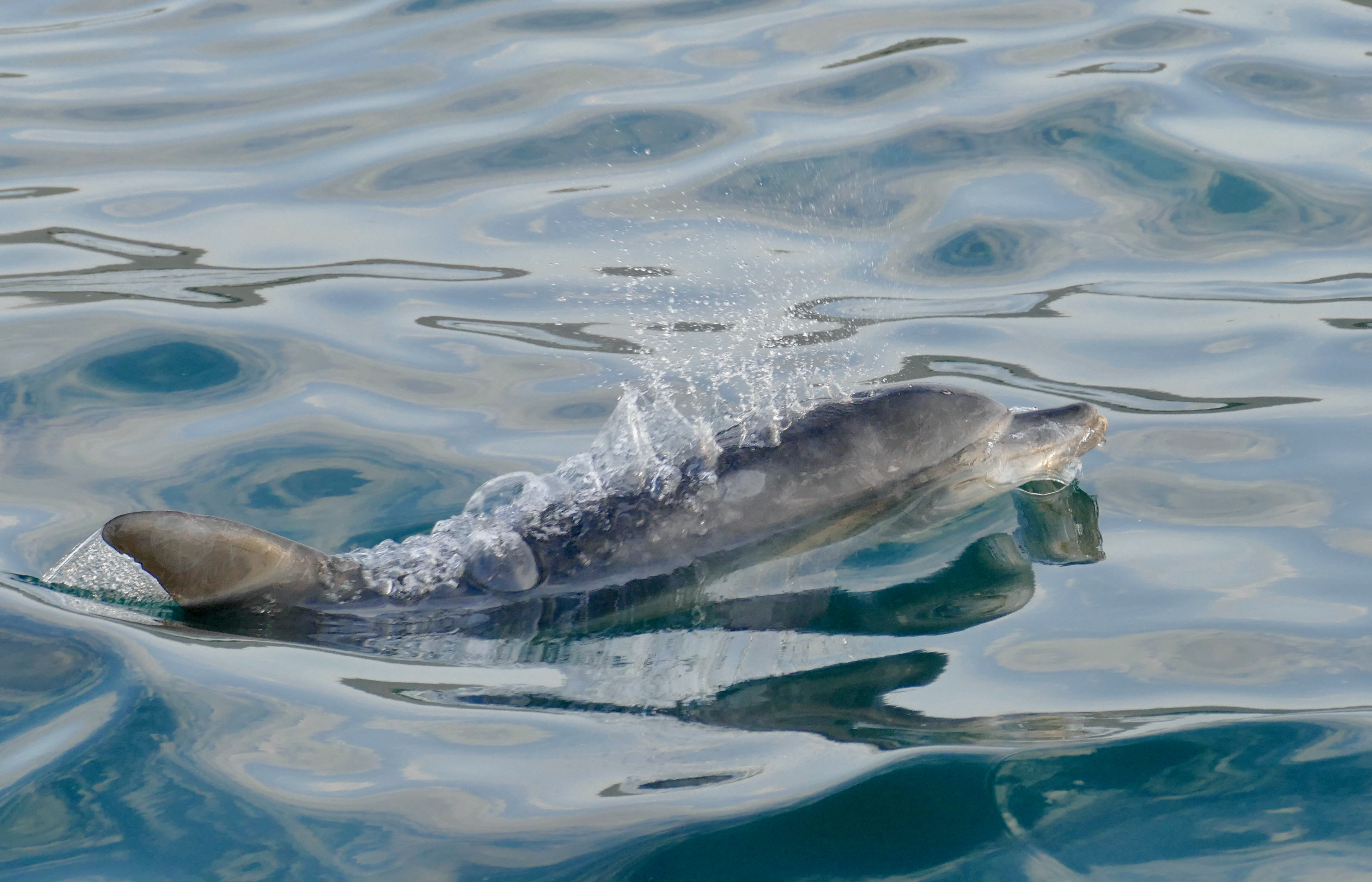A wild Indo-Pacific bottlenose dolphin surfacing in blue water off Hermanus, South Africa