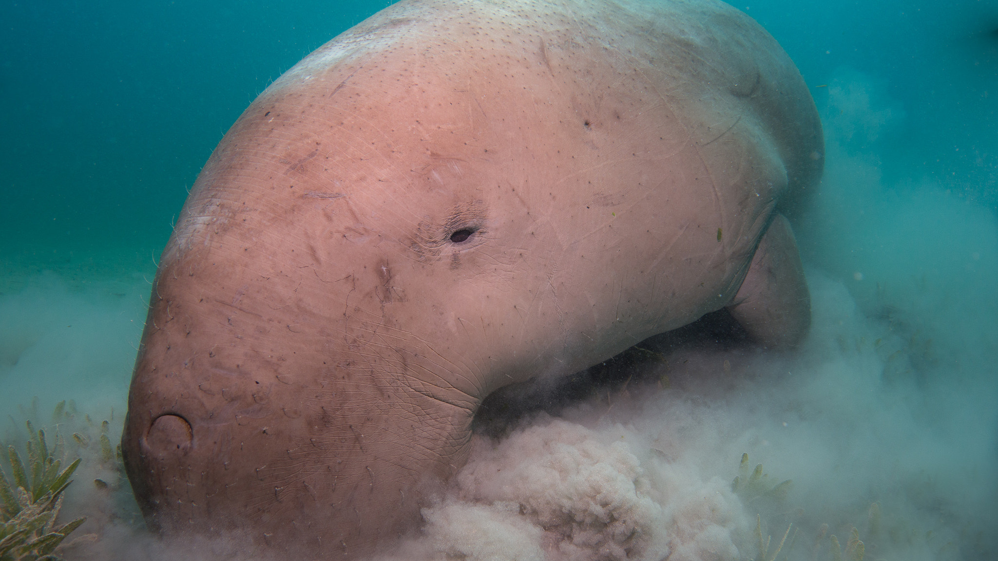 A wild dugong grazing over seagrass at Marsha Shouna in Egypt’s Red Sea