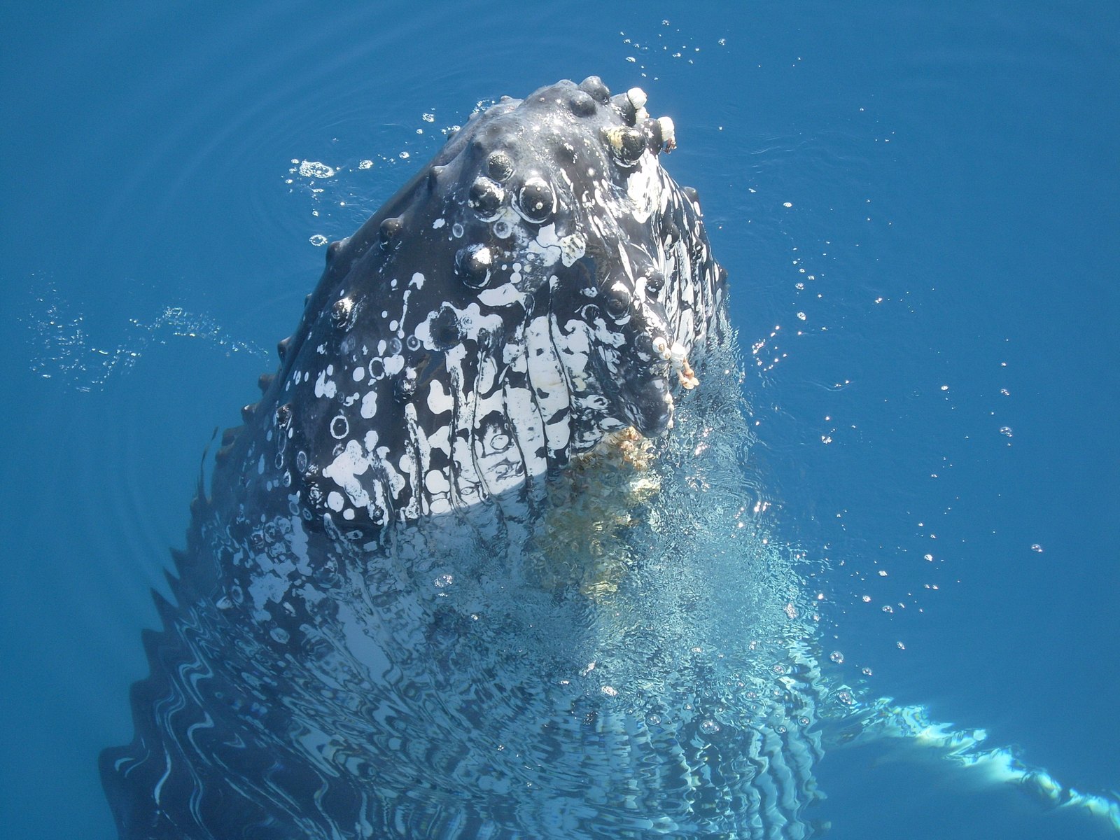 A humpback whale surfacing in Hervey Bay