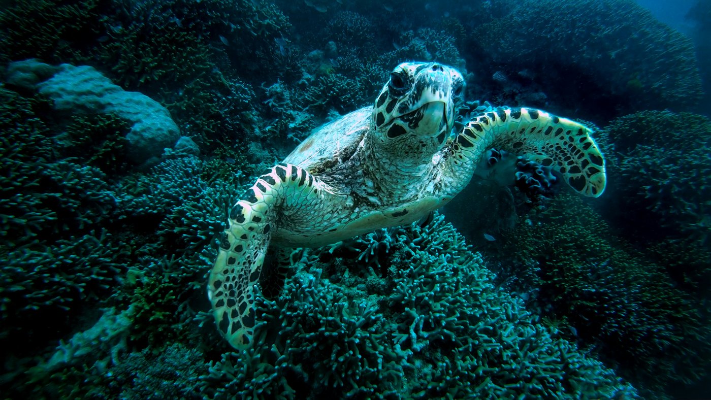 A marine turtle swims over coral on the Great Barrier Reef; a species photograph
